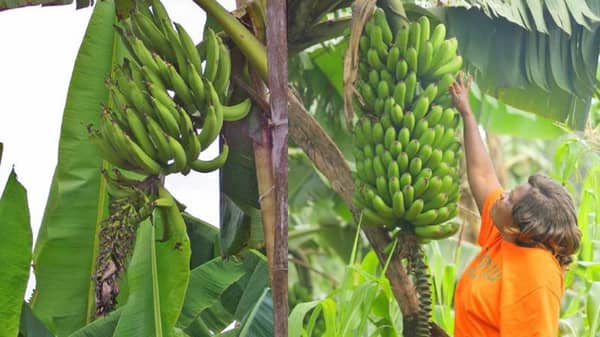 Banana-Plantation
