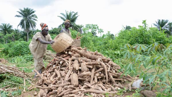 cassava farmers