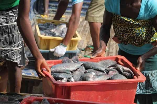 Fish farmers at work