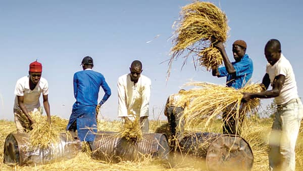 Rice farmers sorting the paddy after harvest