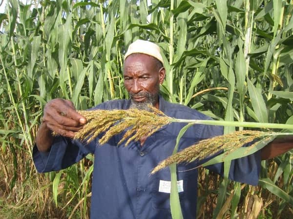 A Sorghum farmer inspecting his plantation