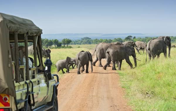 Wildlife Safaris