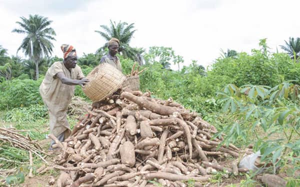 Cassava-farmers-during-harvesting