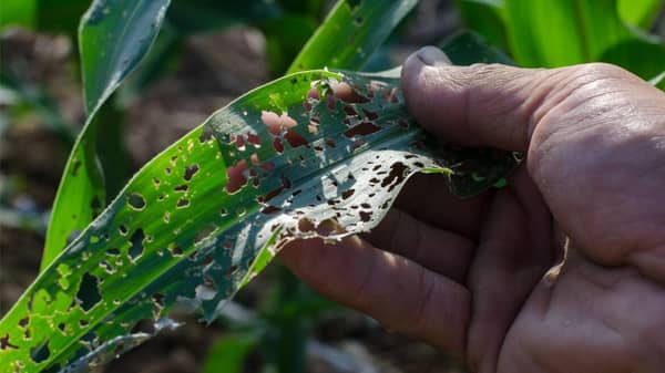 Damaged corn leaves pest