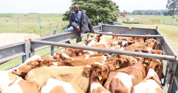 kenya-uasin_gishu_exports_50_in-calf_heifers_to_nigeria