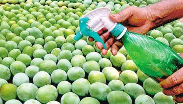 A farmer applied chemical on unripe mangoes. Pix: The Hans