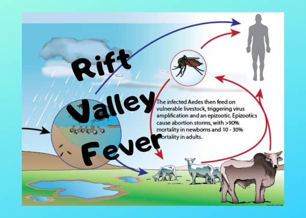 Rift Valley fever