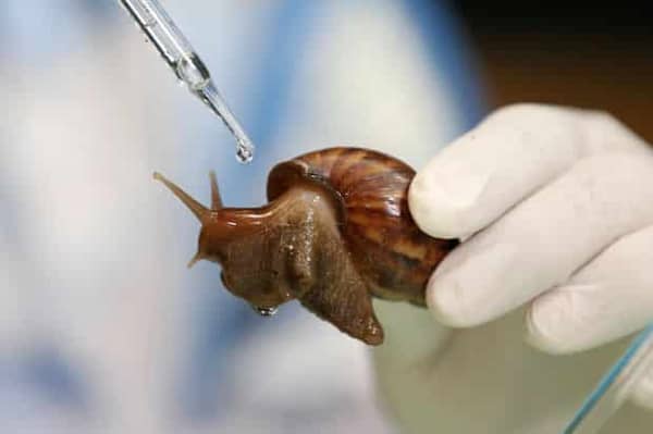 Snail mucus