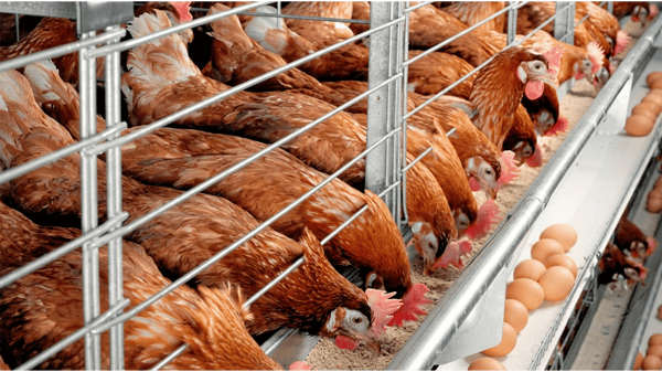 Poultry farmers