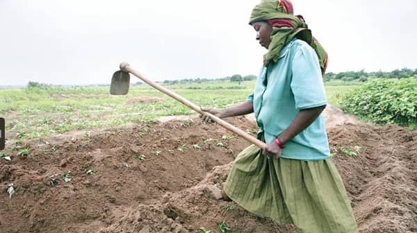 A woman working in a farm