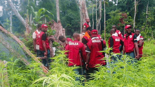 Officers of NDLEA during the operation