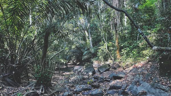 A part of the Emerald Forest Reserve