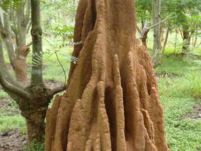 Termites-mound