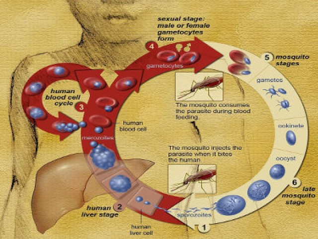 Malaria vaccine trial boosts efforts on elimination | The Guardian ...