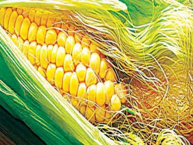 ‘corn Silk Stops Prostate Cancer Diabetes — Features — The Guardian Nigeria News Nigeria And 5484