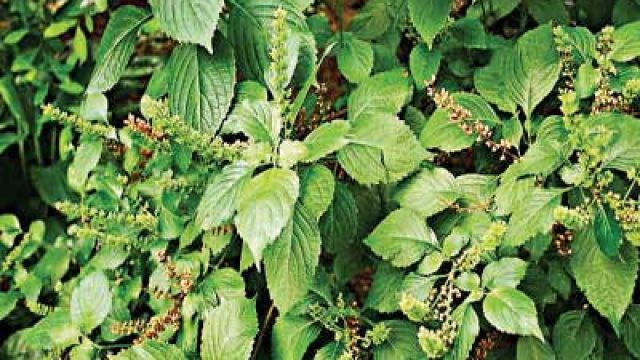 scent-and-bitter-leaves-retard-growth-of-cancers-boost-immune-system