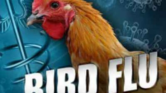 Bird flu