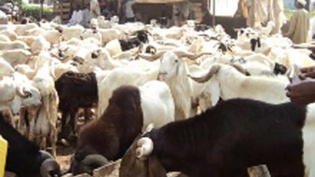 Ram dealers record low sales in Jigawa — News — The Guardian Nigeria ...