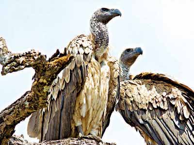 Nations list 12 Vulture species to tackle population decline in Africa ...