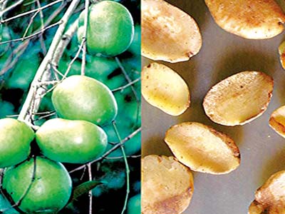 Irvingia gabonensis, West African mango or Wild mango... In Nigeria, it is pekpeara in Nupe; ugiri (tree or fruit) or ogbono (kernel or seed) in Igbo; oro (the tree) or aapon (the kernel) in Yoruba; ogwi (the tree or fruit) in Benin; goron or biri in Hausa; uyo in Efik. 