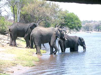 Elephants at the Cross River National Park, recently