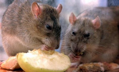 Mastomys natalensis rats that transmit Lassa fever