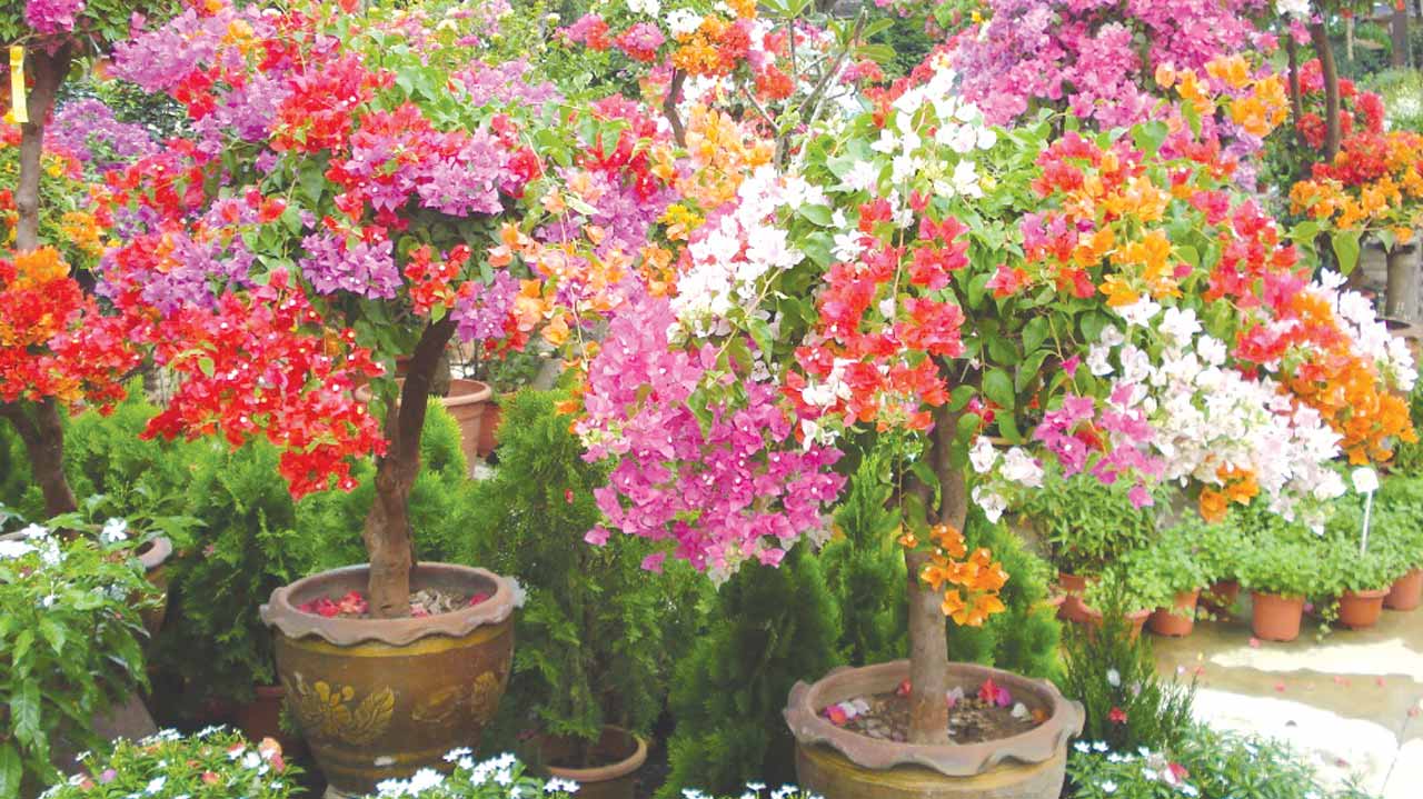 Bold, beautiful Bougainvillea | The Guardian Nigeria News - Nigeria and  World News — Saturday Magazine — The Guardian Nigeria News – Nigeria and  World News