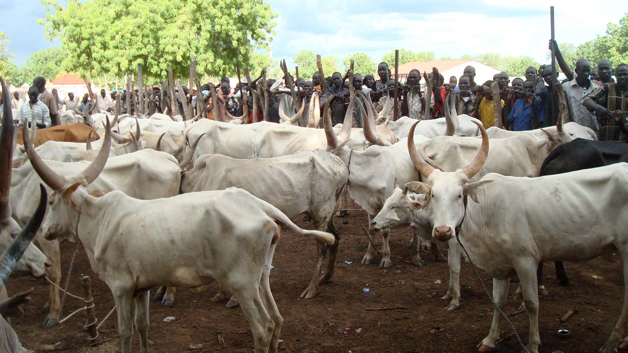 Image result for Masari insists on dialogue as best solution to cattle rustling