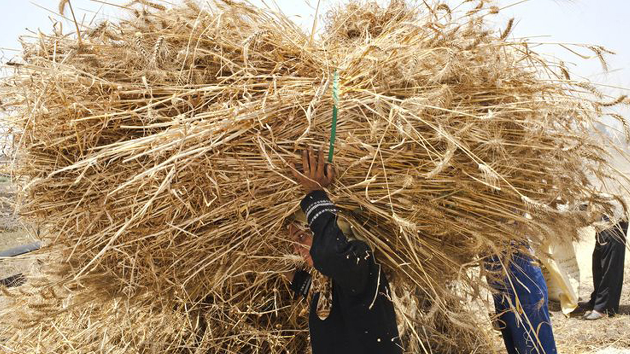 Boko Haram conflict cuts Nigeria's wheat crop as farmers flee | The ...