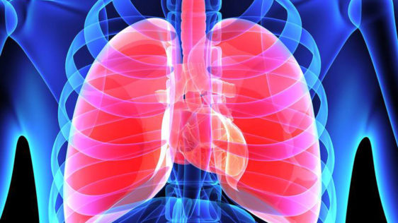 Understanding the respiratory system | The Guardian Nigeria News