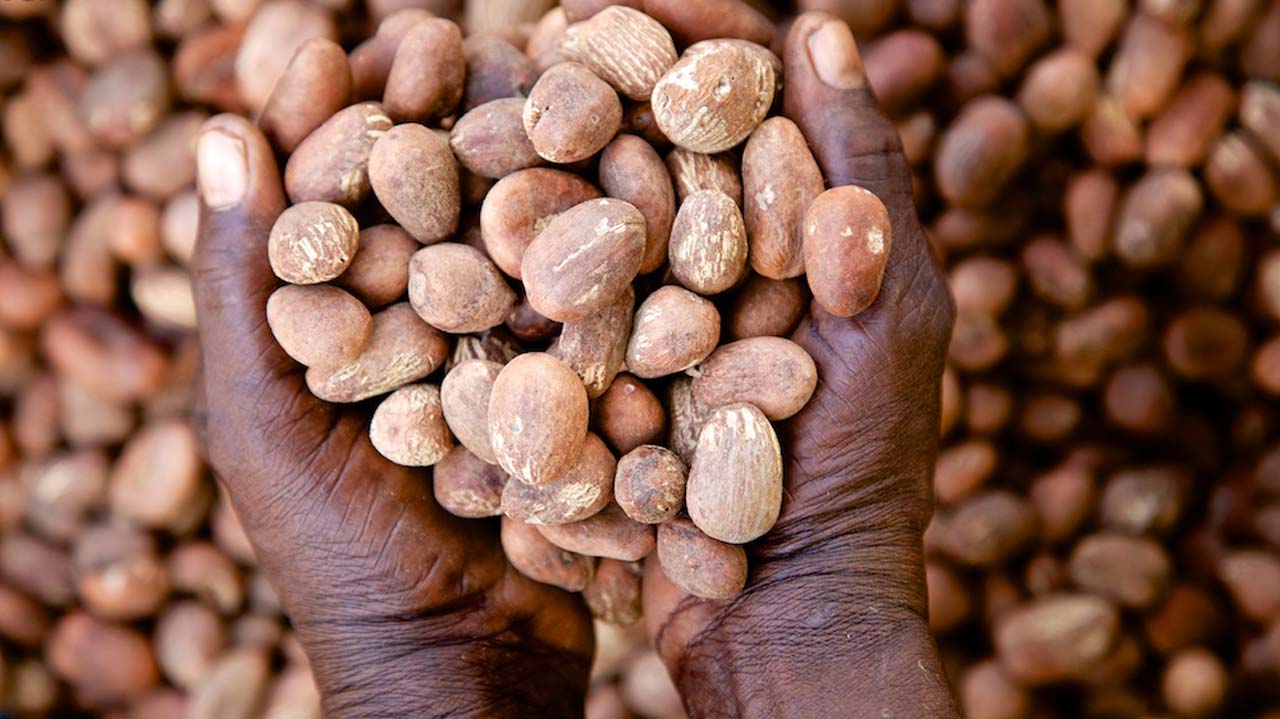 72m-yearly-potential-earnings-from-shea-nuts-production-untapped