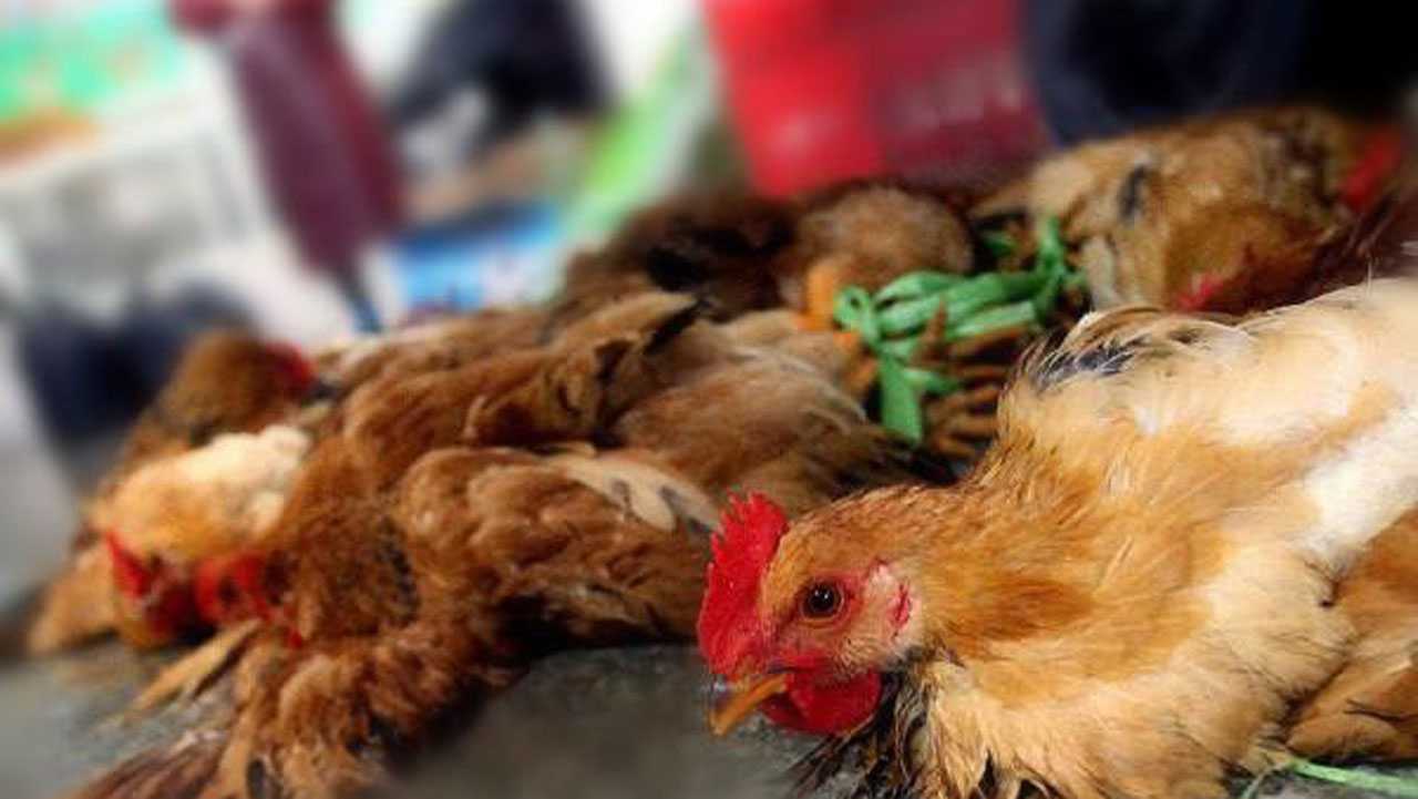 Poultry farmers lose 50,000 to Bird Flu | The Guardian Nigeria News -  Nigeria and World News — Nigeria — The Guardian Nigeria News – Nigeria and  World News