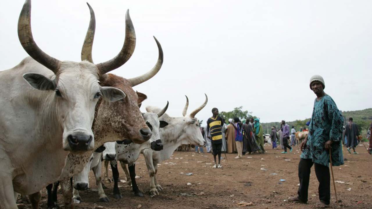Fulani leaders ask herdsmen to boycott anti-grazing bill hearing | The  Guardian Nigeria News - Nigeria and World News — Nigeria — The Guardian  Nigeria News – Nigeria and World News