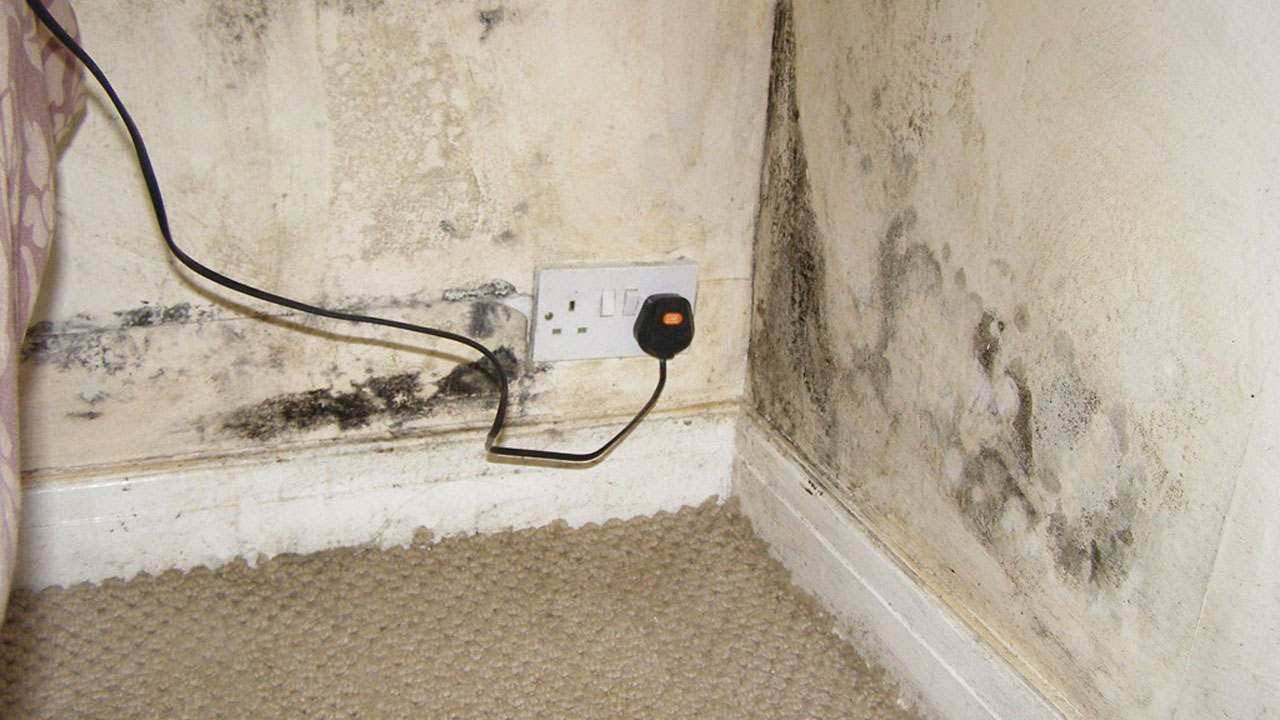 Mouldy walls, damp homes increase risk of breathlessness by 90% | The ...