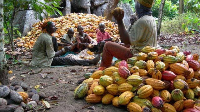 Cocoa farmers accuse FG of procuring substandard inputs | The Guardian ...