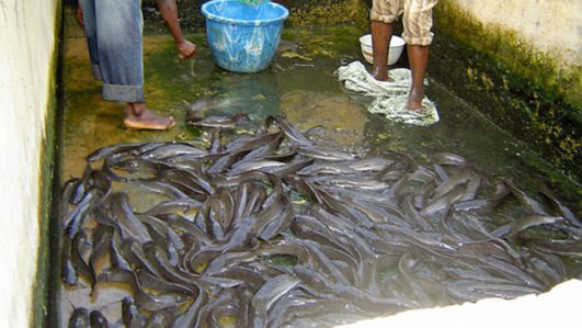 Lagos: FG urged to assist struggling fish farmers