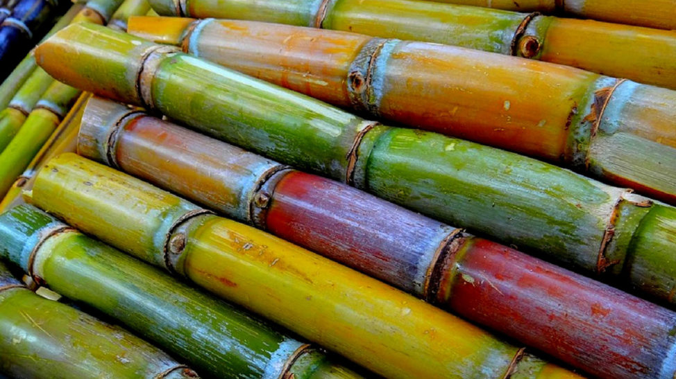 some-health-benefits-of-sugar-cane-to-human-health-guardian-life