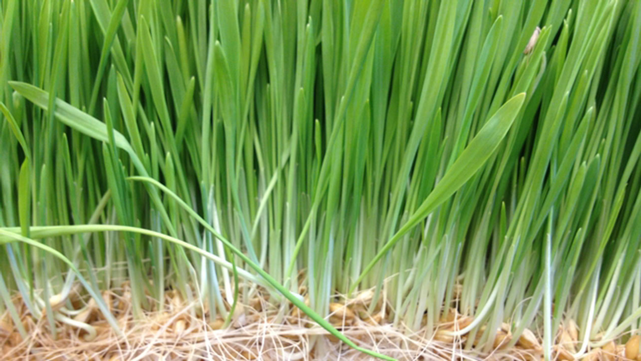 How Wheatgrass Can Help Cancer And Other Terminally Ill Patients The Guardian Nigeria News Nigeria And World Newsfeatures The Guardian Nigeria News Nigeria And World News