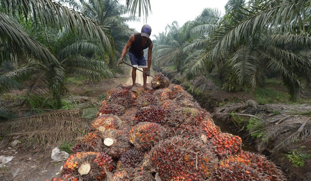 Group trains 48 youths on sustainable oil palm farming | The Guardian ...