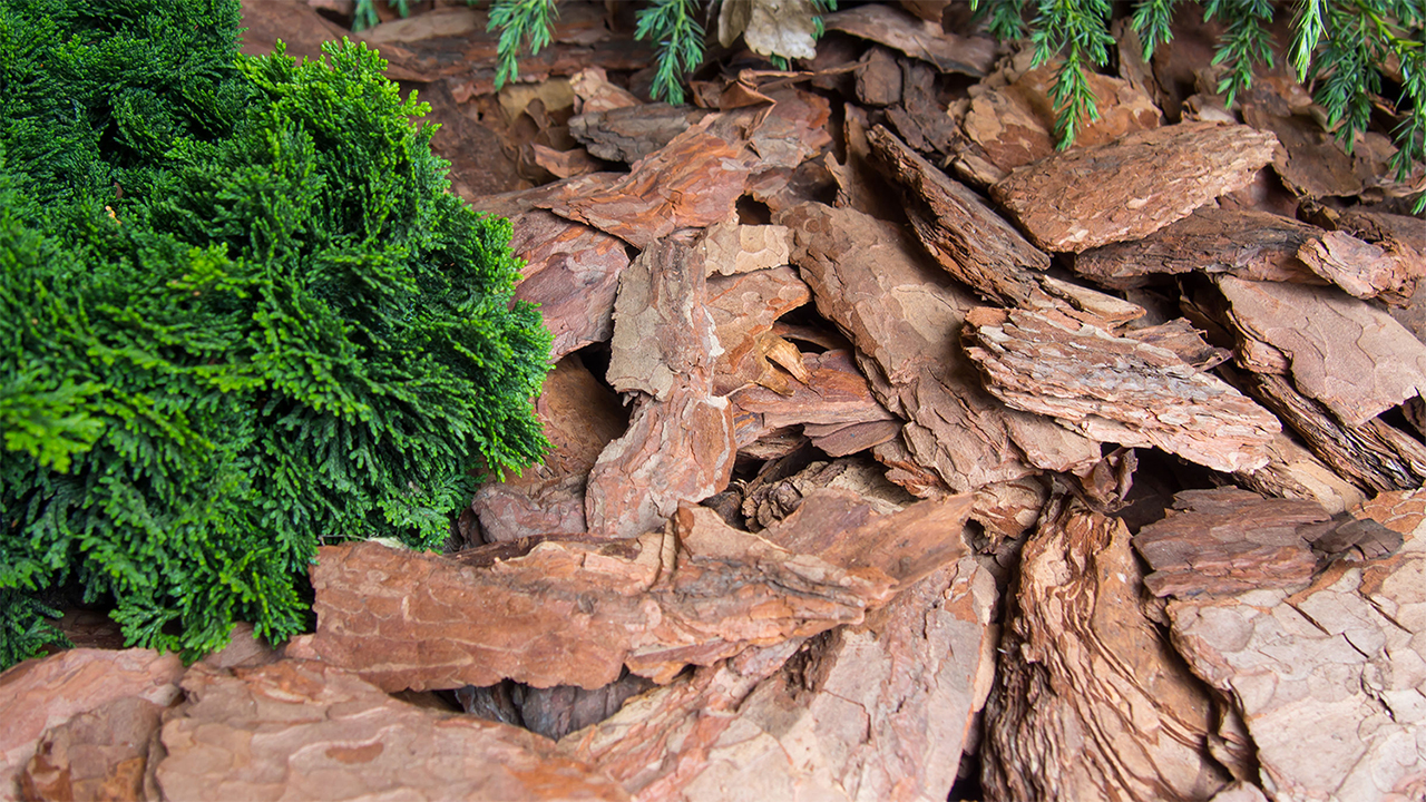 Pine Bark Tincture  The Great Full Garden