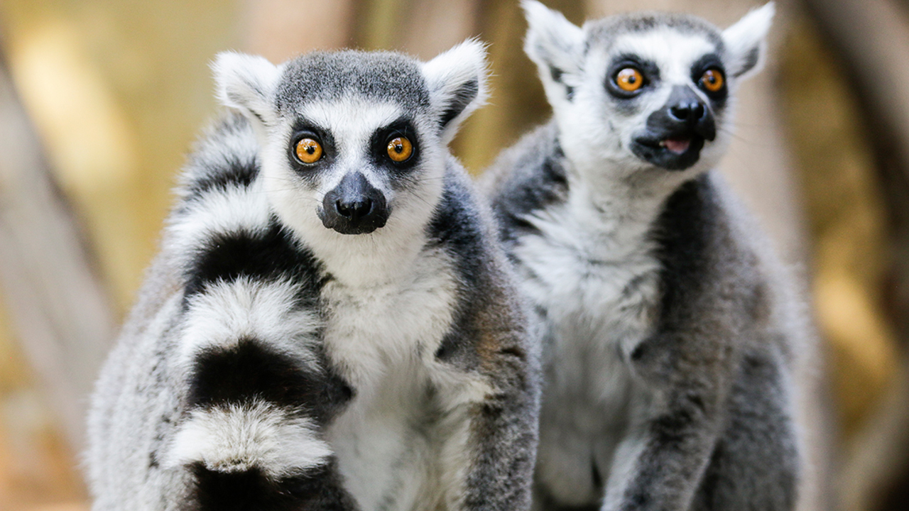 Eating less enables lemurs to live longer | The Guardian Nigeria News ...