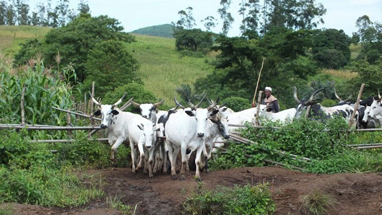 Police in Anambra rescue “kidnapped” herdsmen | The Guardian Nigeria News - Nigeria and World News