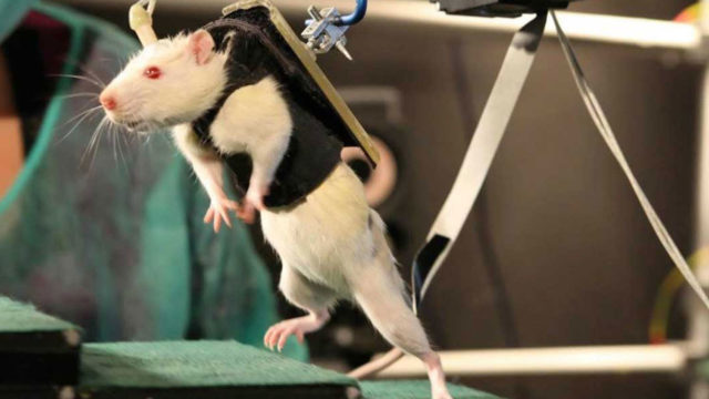 Hope for paralyzed people as mice with spinal cord injury