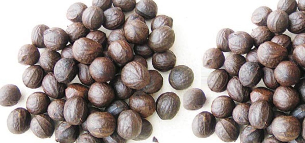 african-walnut-and-its-health-importance-to-human-beings-guardian