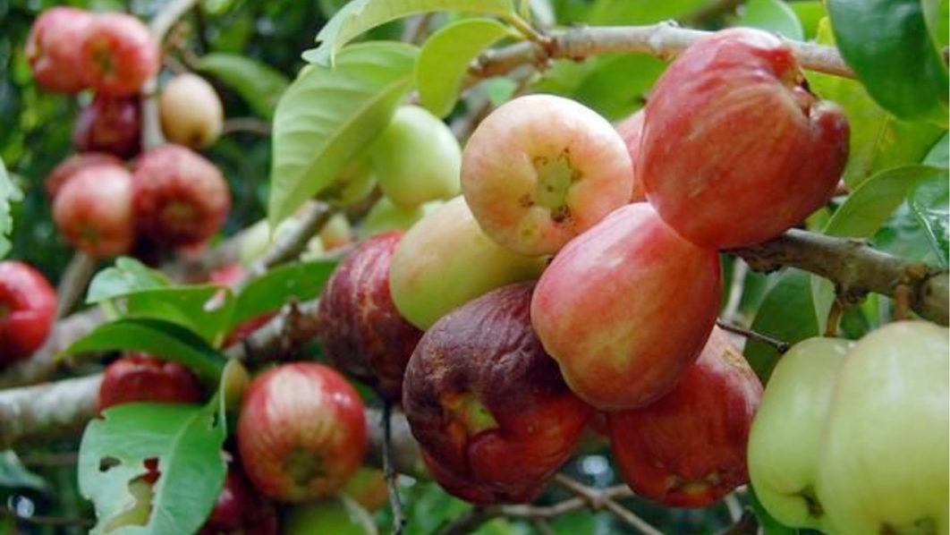 Malay Apple unfolds business opportunities for farmers, exporters | The