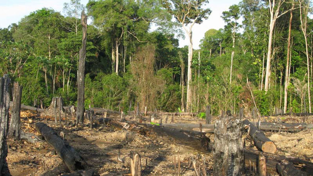 Group warns Bauchi communities against deforestation | The Guardian ...