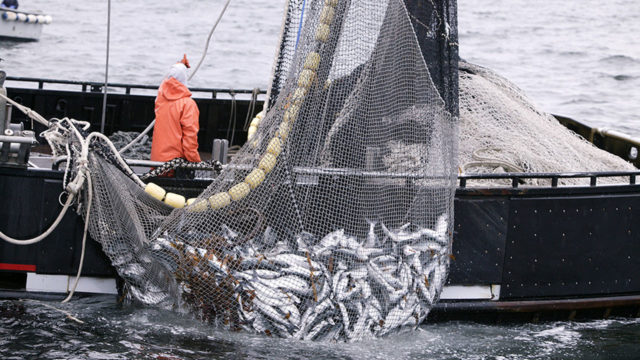 Group seeks monitoring of maritime domain to curb illegal fishing | The ...