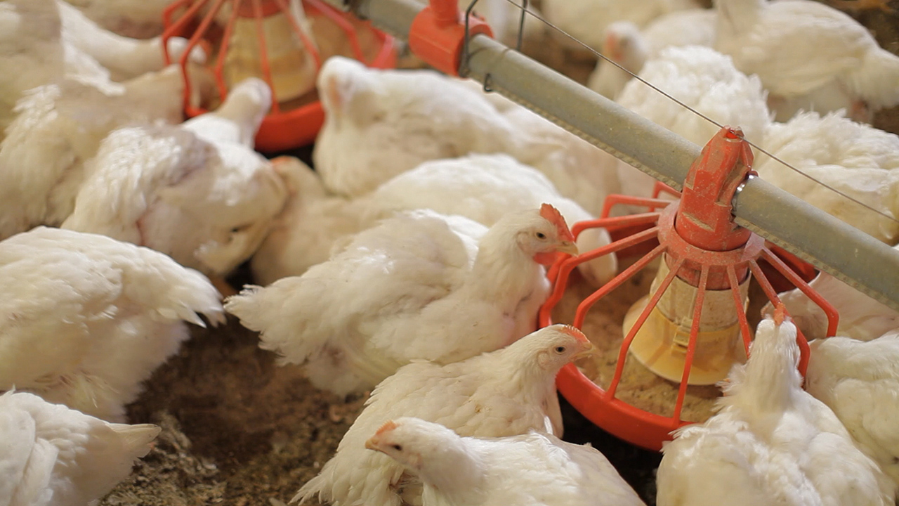 Starting Sustainable Broiler Production Processing Business The Guardian Nigeria News Nigeria And World News Features The Guardian Nigeria News Nigeria And World News