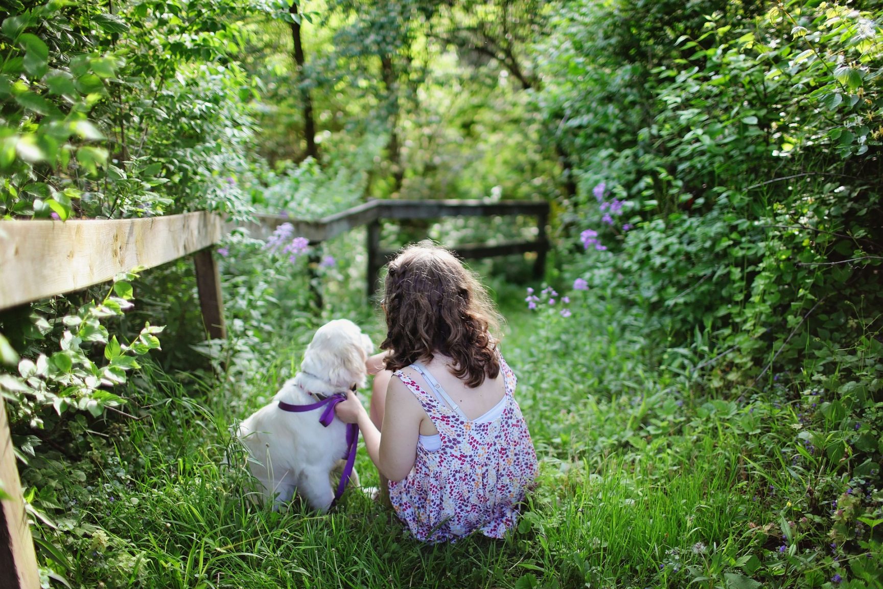 Pets Britain bans puppy and kitten sales by pet shops | The Guardian Nigeria Newspaper