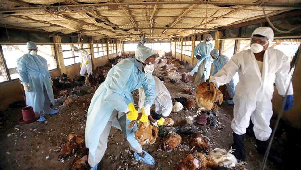 Bird flu outbreak University of Pretoria weighs in The Guardian